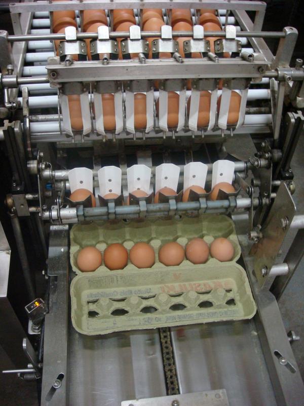 Processo de acondicionamento de ovos em caixas de dúzias