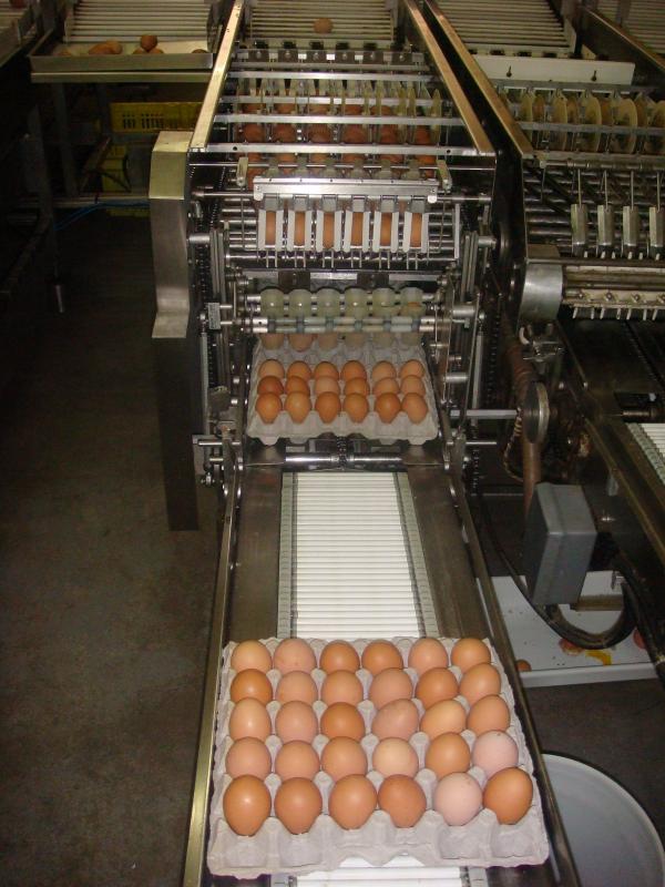 Processo de acondicionamento de ovos em bandejas de trinta ovos